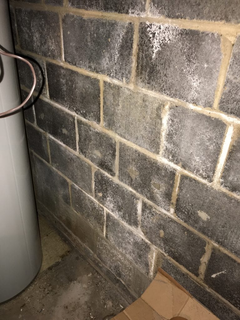 basement mold on foundation walls